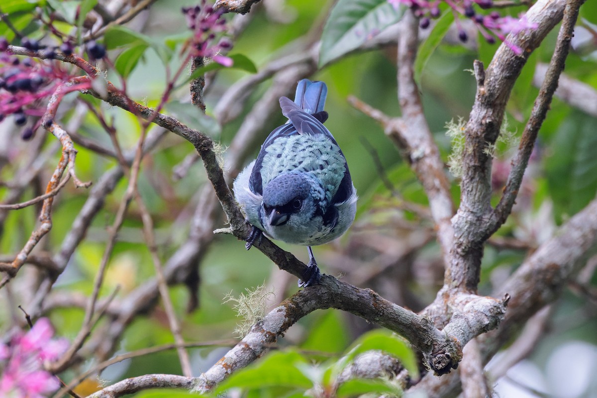 Azure-rumped Tanager - ML458885021
