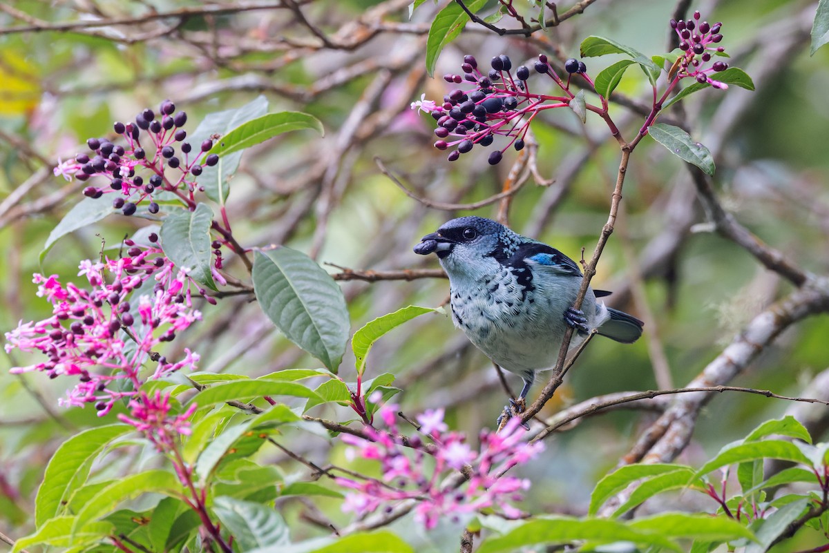 Azure-rumped Tanager - ML458885031