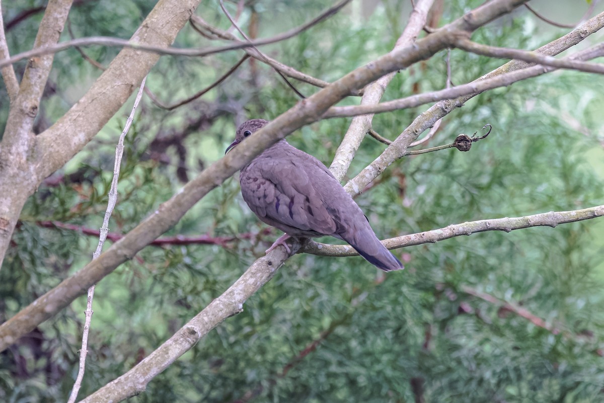 spurvedue - ML458885781