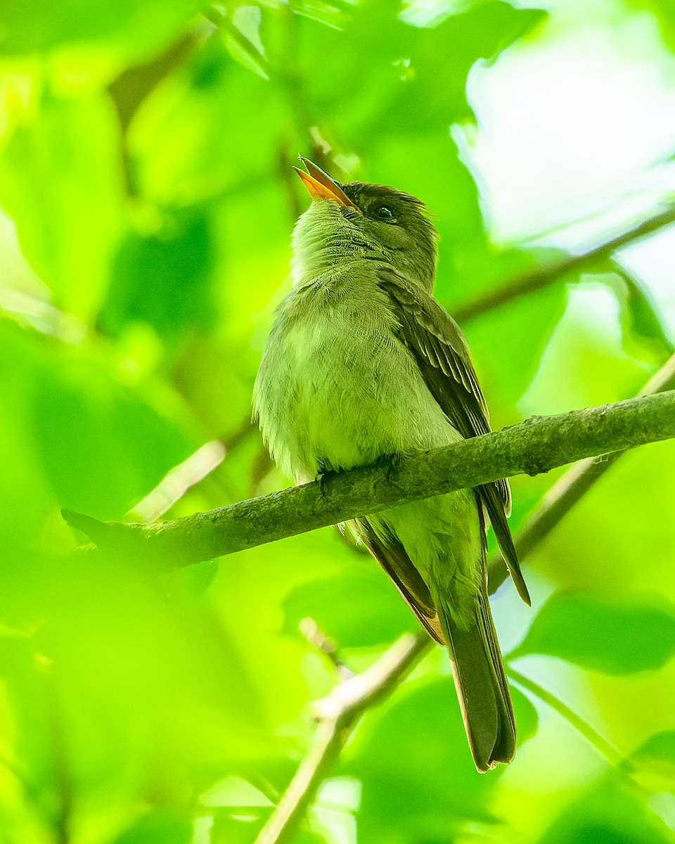 Eastern Wood-Pewee - ML458885981