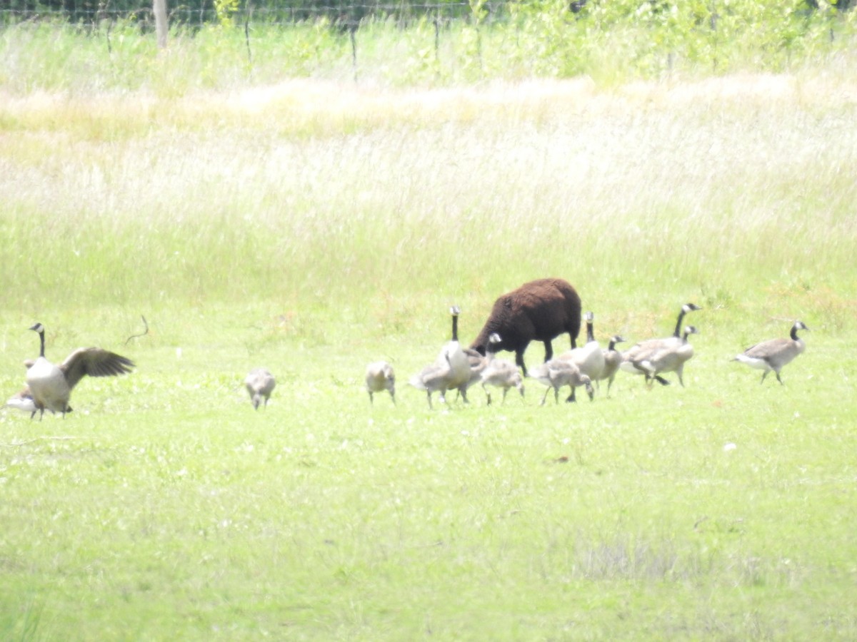 Canada Goose - ML458887401