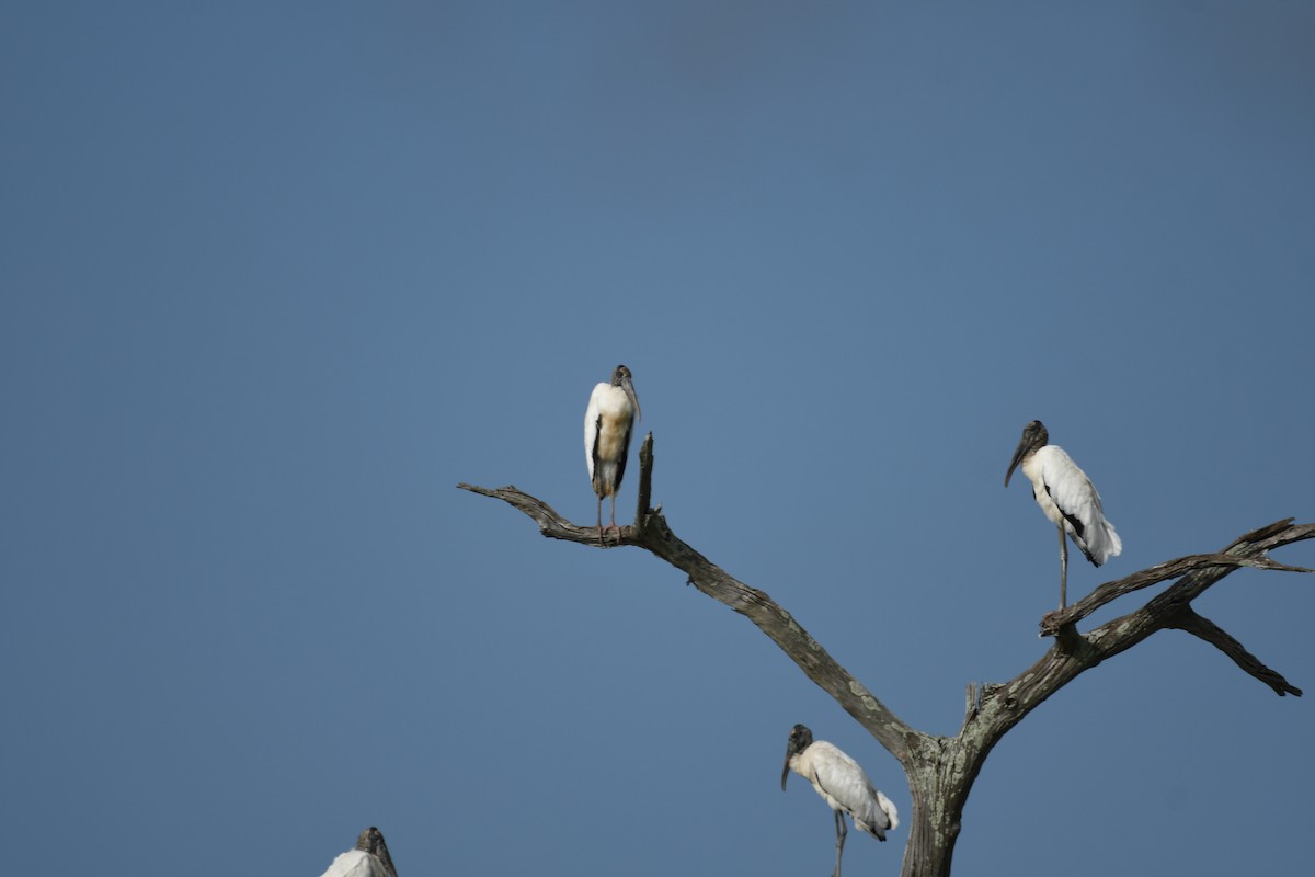 Wood Stork - ML458887831