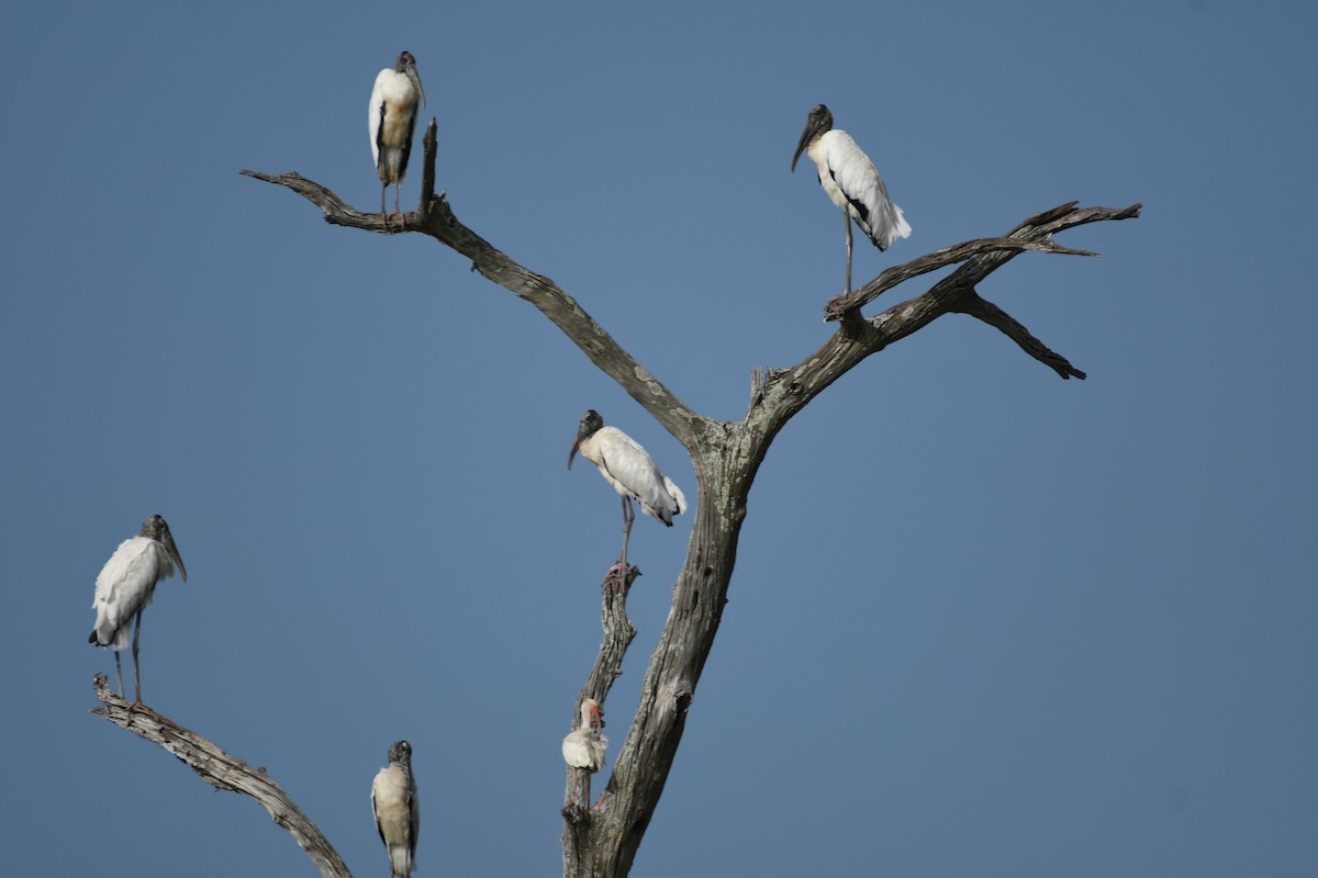 Wood Stork - Robert Opperman