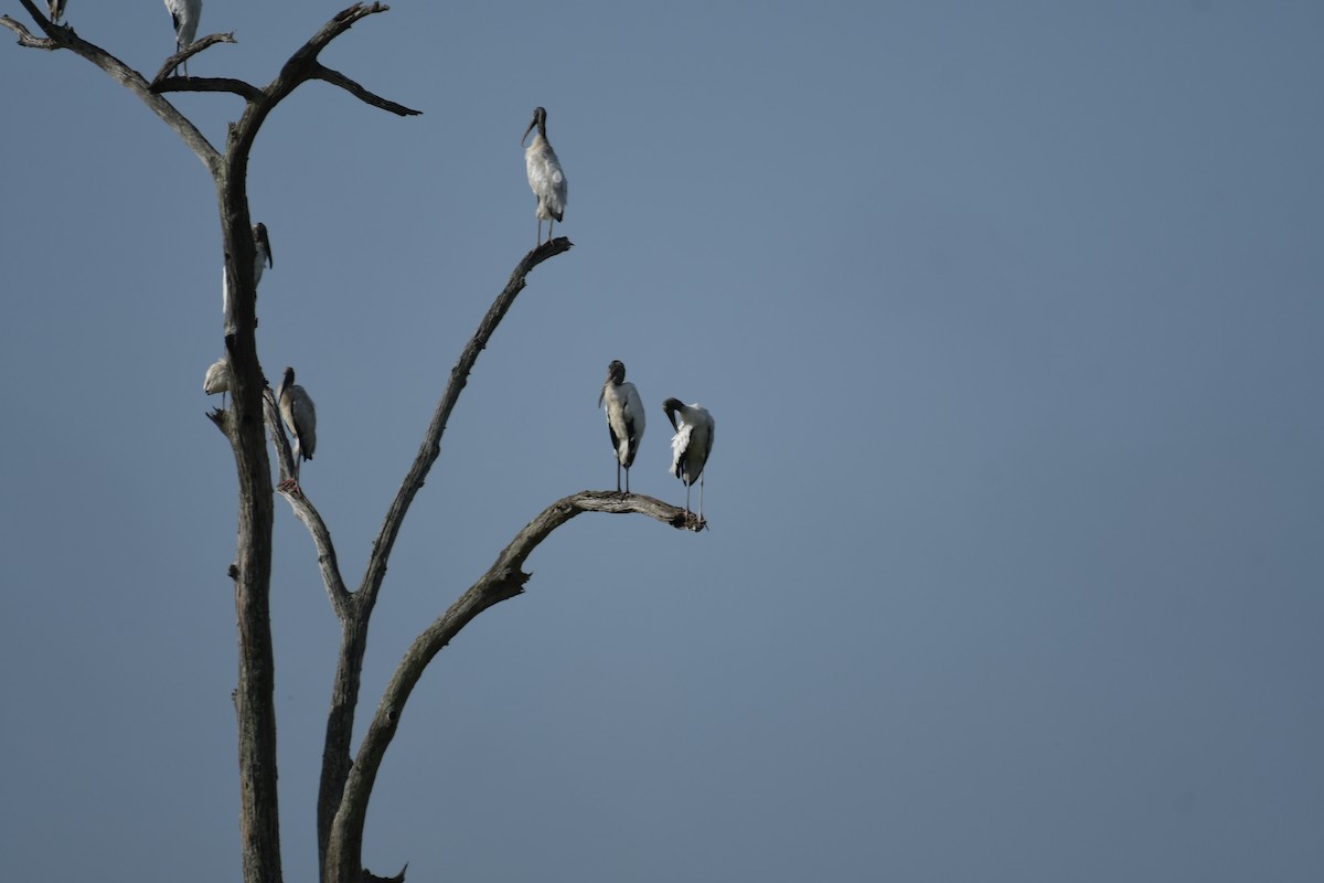 Wood Stork - Robert Opperman