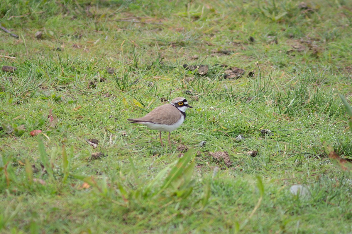 Little Ringed Plover (curonicus) - ML458890601