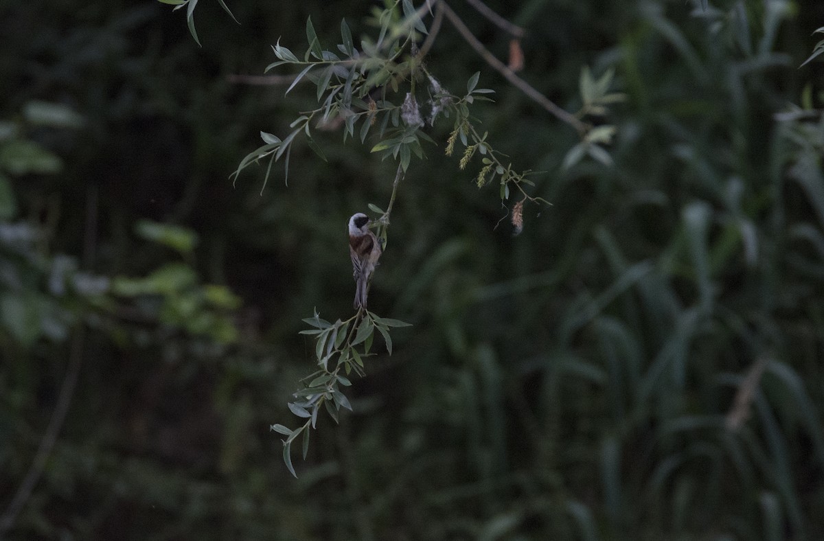 Eurasian Penduline-Tit - ML458891111