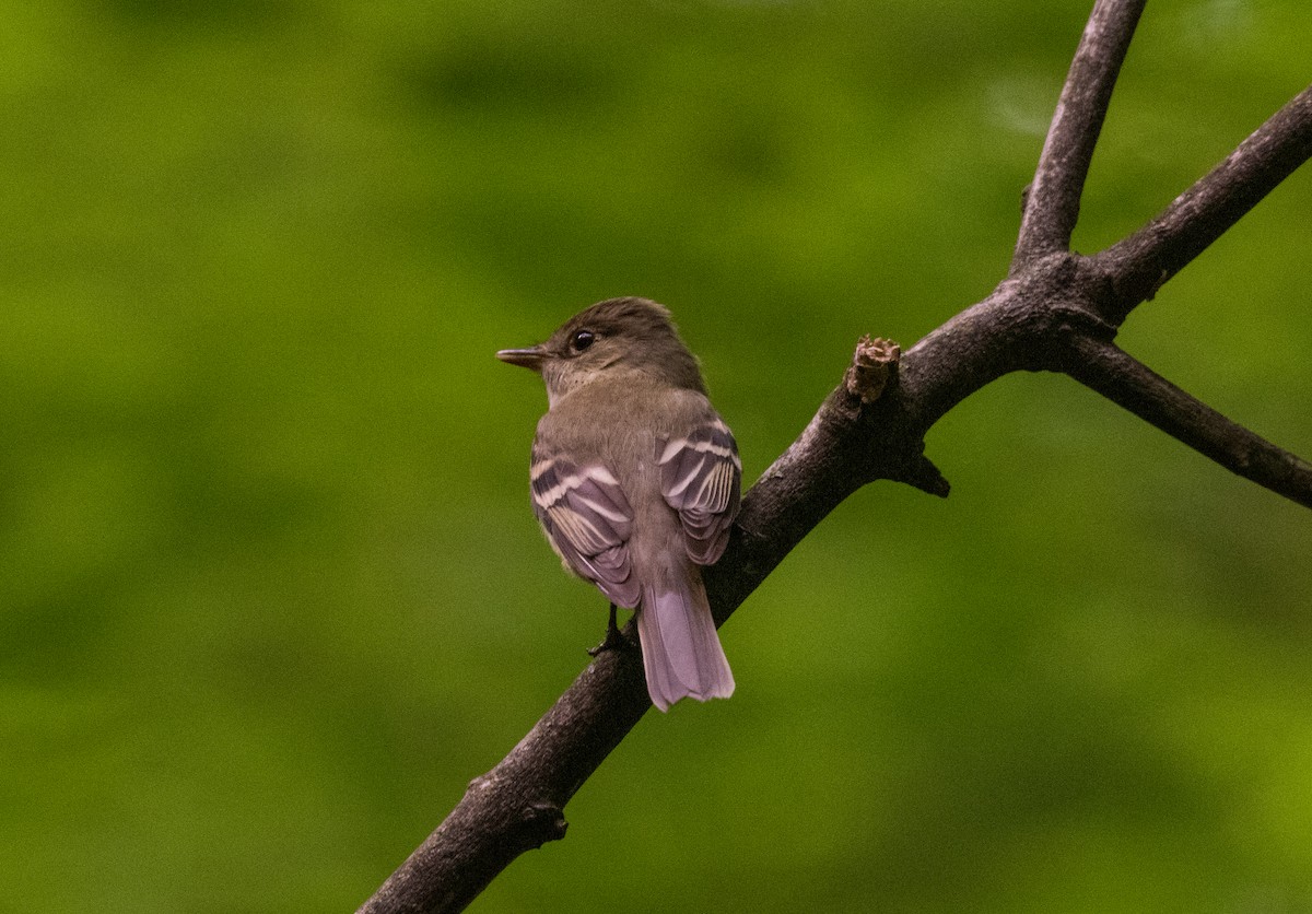 Acadian Flycatcher - ML458893531