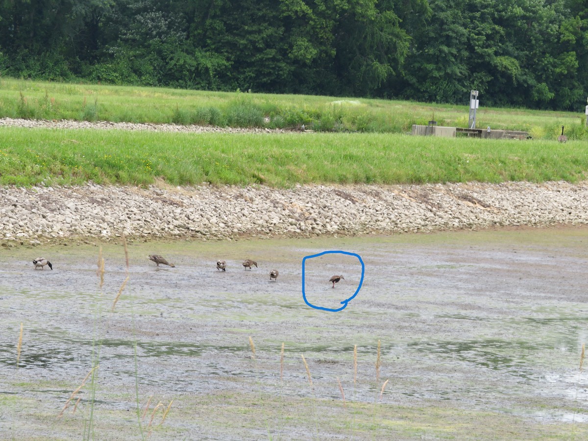 Красноклювая древесная утка - ML458893551