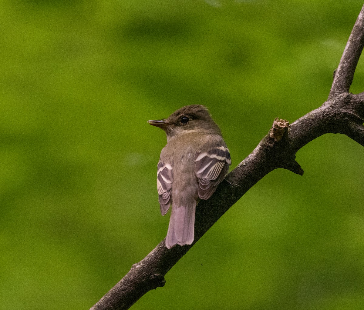 Acadian Flycatcher - ML458893701