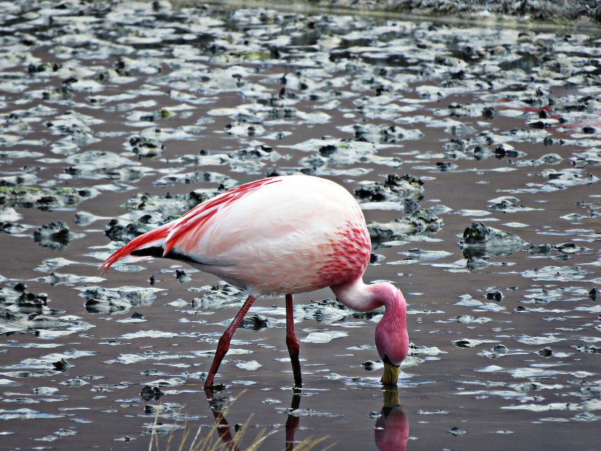 James's Flamingo - ML458895971