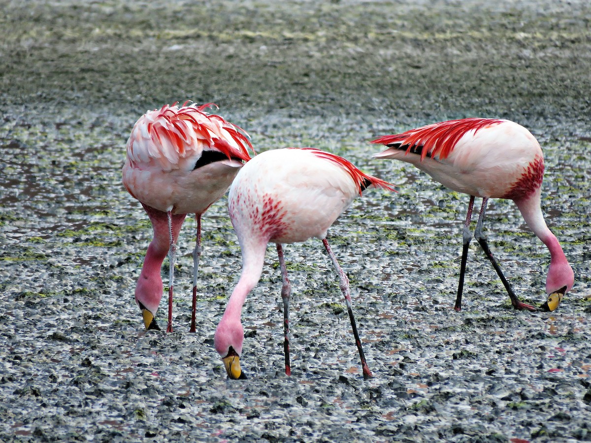 James's Flamingo - ML458895981