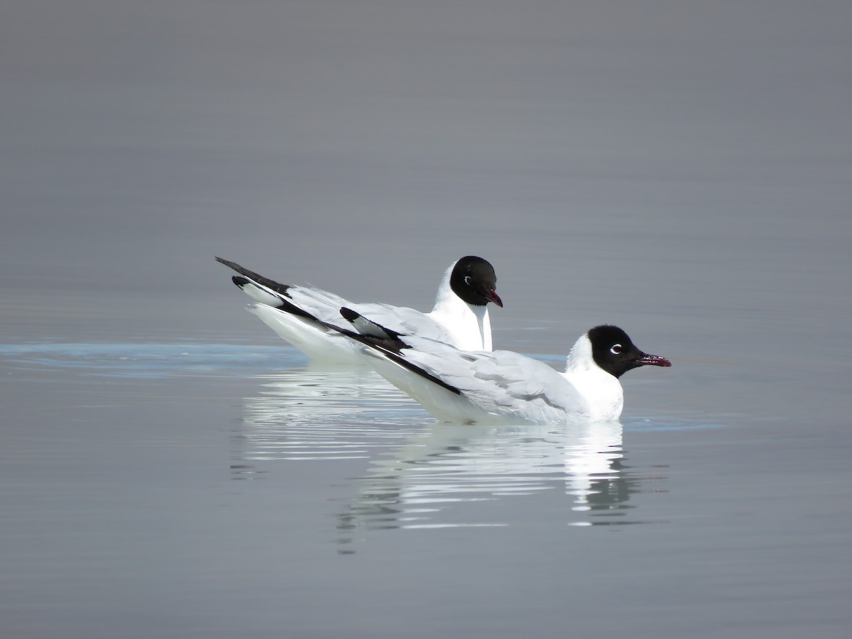 Andean Gull - ML458895991