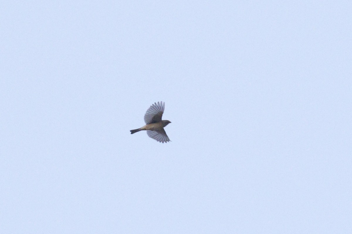 Lazuli Bunting - ML458896251
