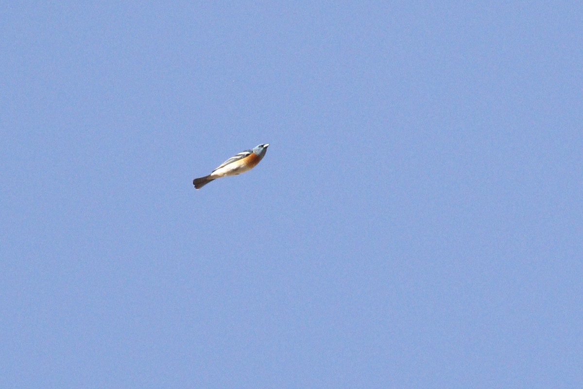 Lazuli Bunting - ML458896271