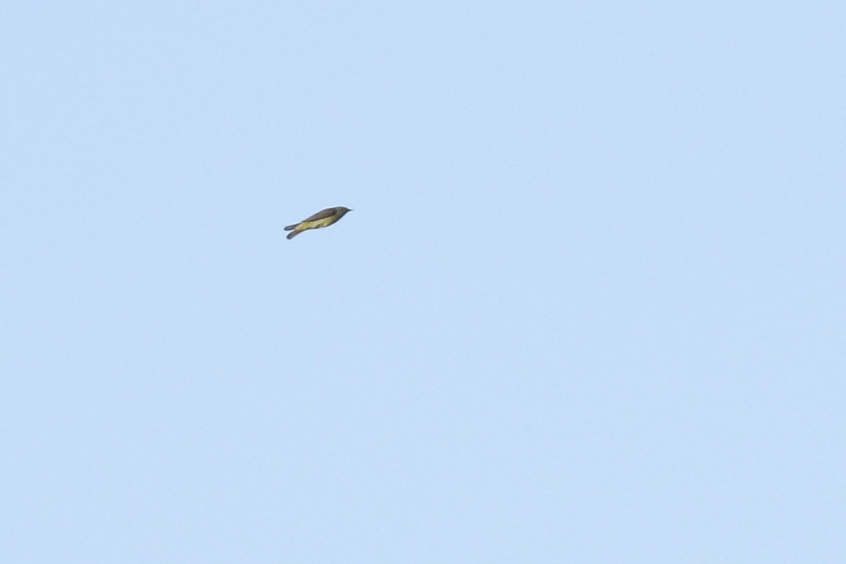 Orange-crowned Warbler - ML458896361