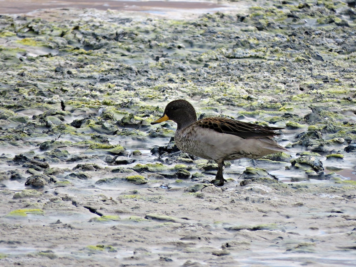 Yellow-billed Teal - ML458896521