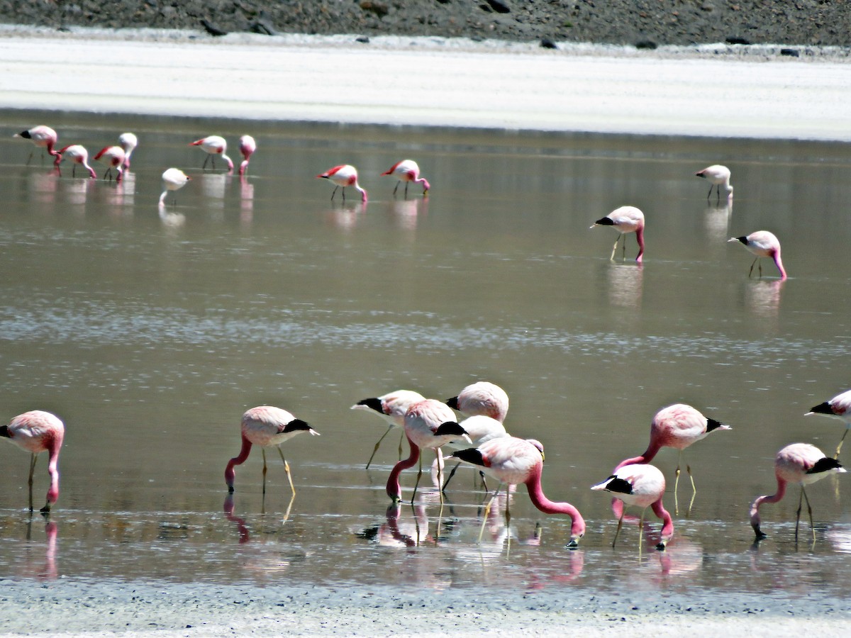 Andean Flamingo - ML458896661
