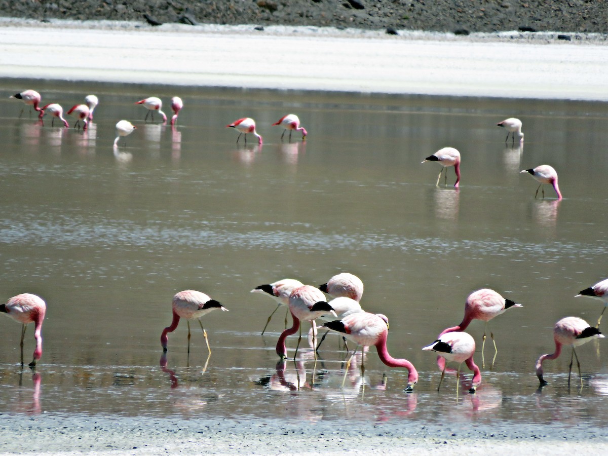 Andenflamingo - ML458896661