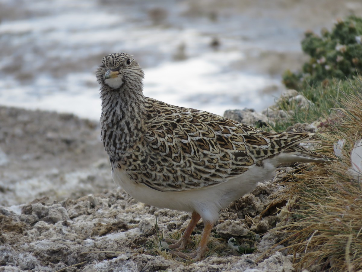 Gray-breasted Seedsnipe - ML458896741