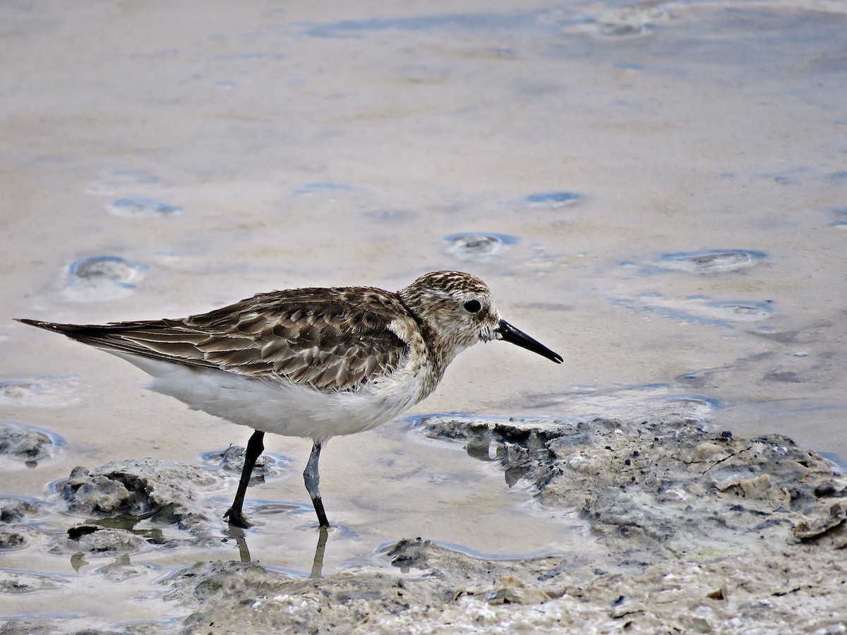 Bairdstrandläufer - ML458897091