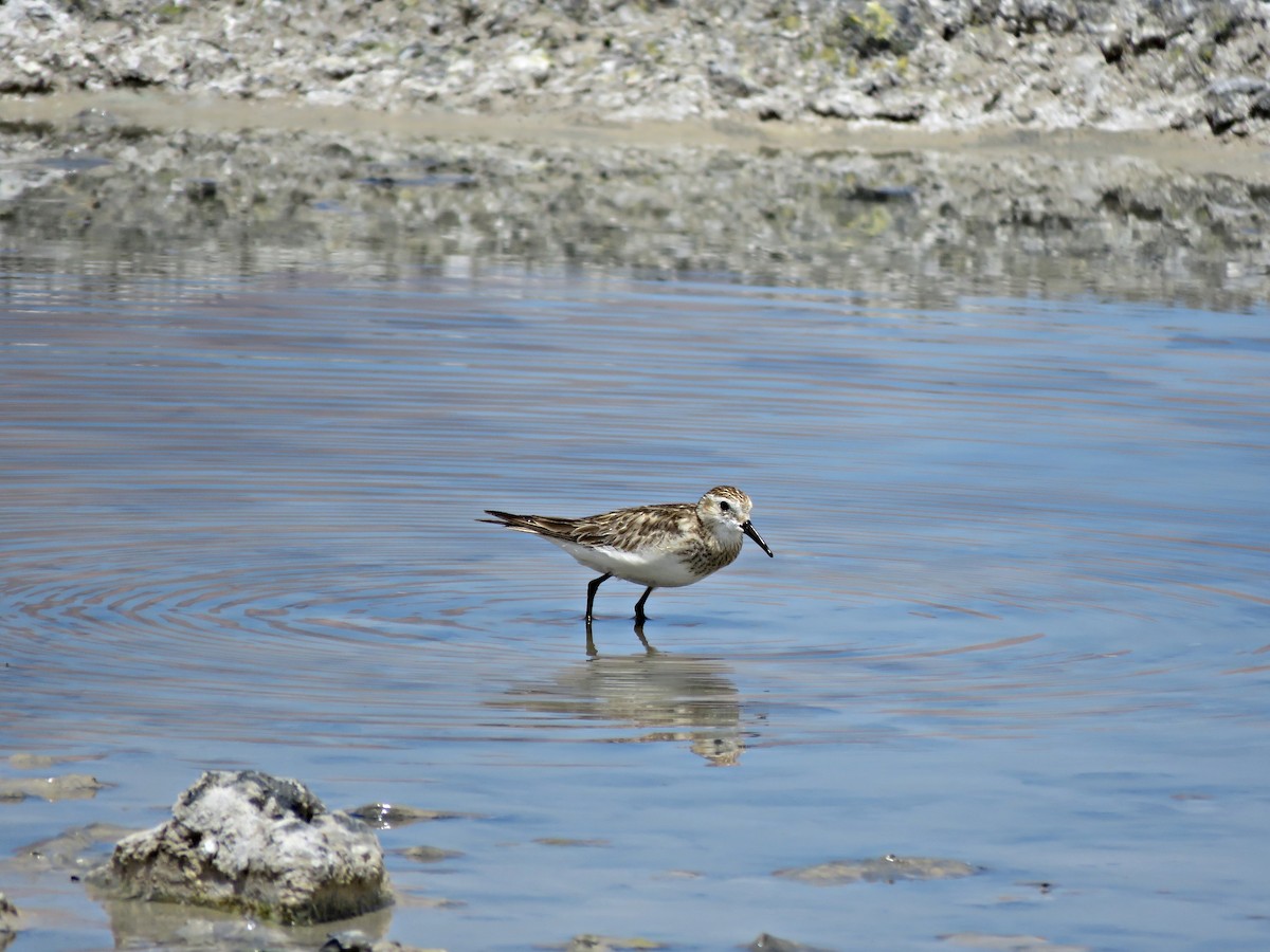 Bairdstrandläufer - ML458897171