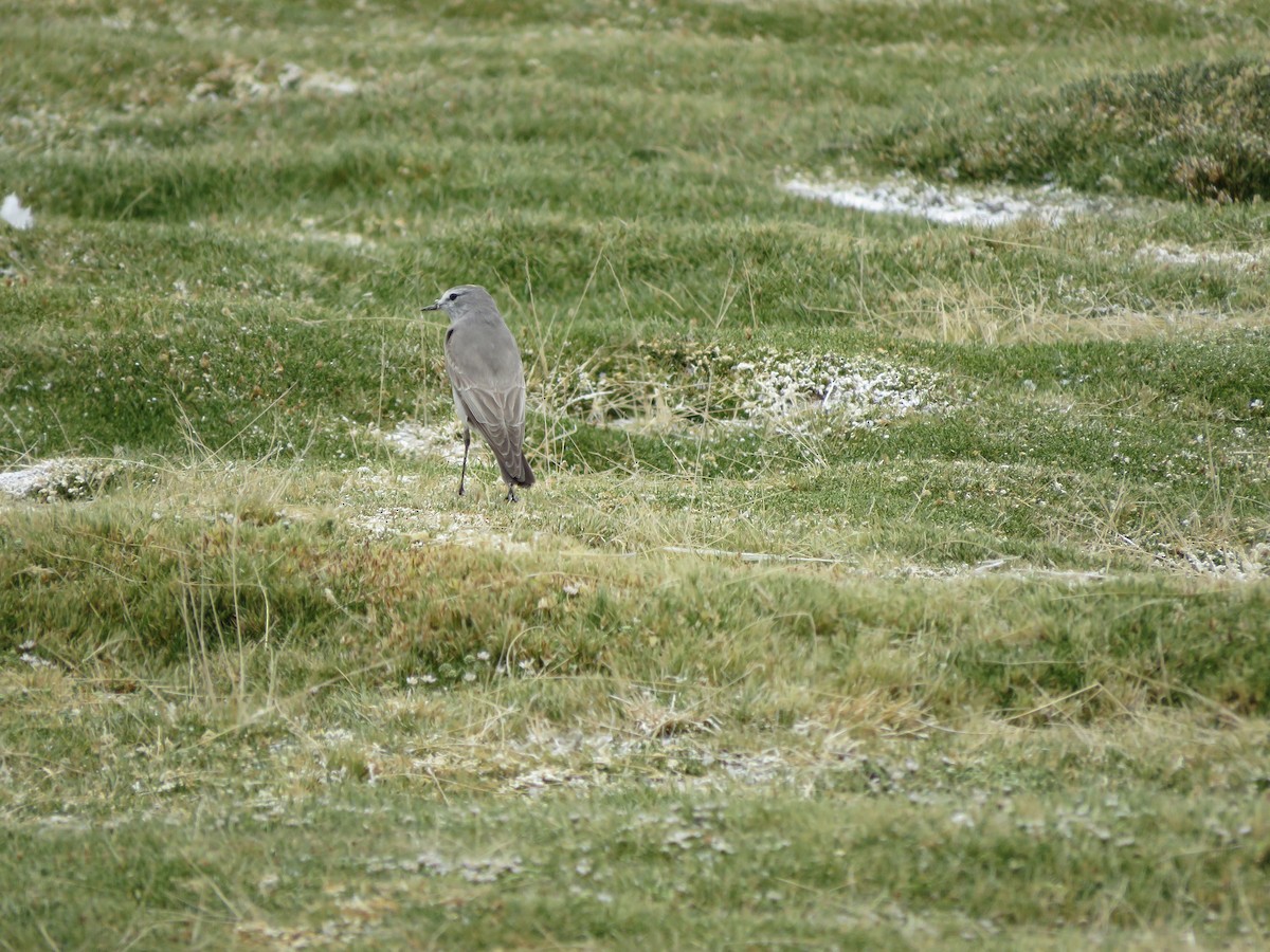 Ochre-naped Ground-Tyrant - ML458897261