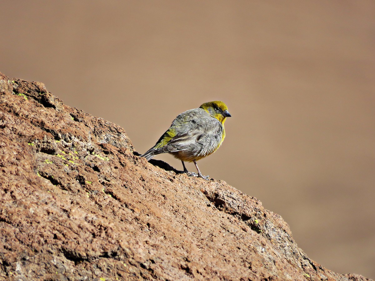 Bright-rumped Yellow-Finch - ML458897421