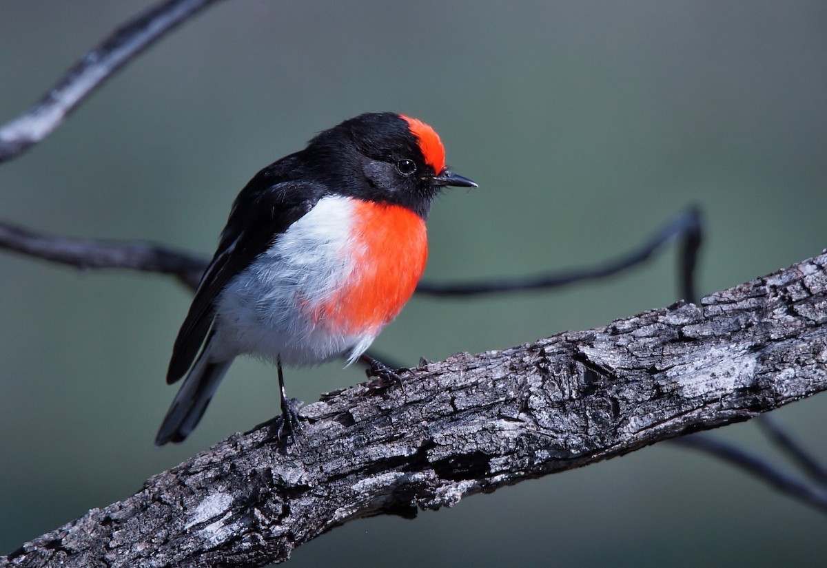 Red-capped Robin - ML458897941