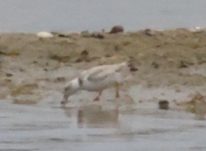 Piping Plover - ML458897981