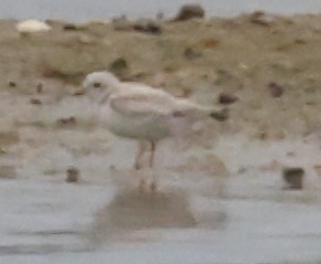 Piping Plover - ML458897991