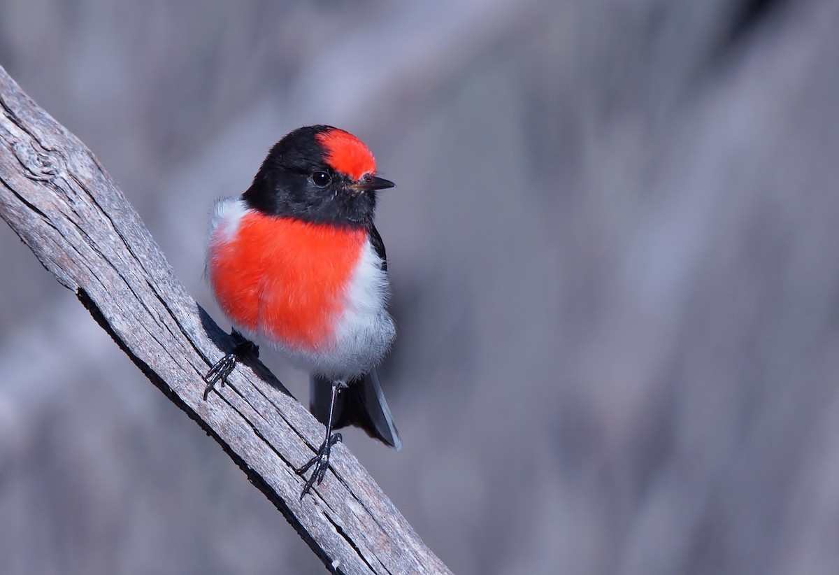 Red-capped Robin - ML458898041