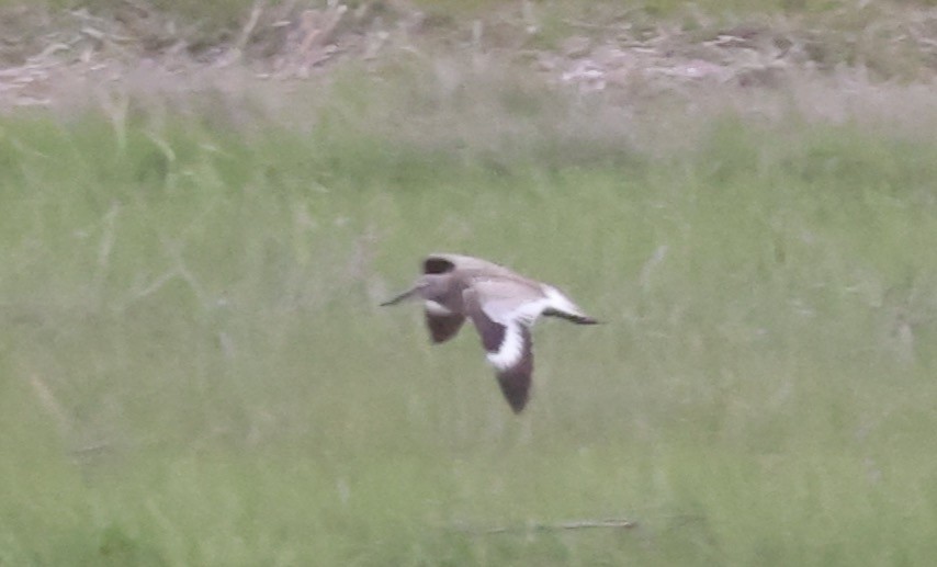 Willet - ML458898151