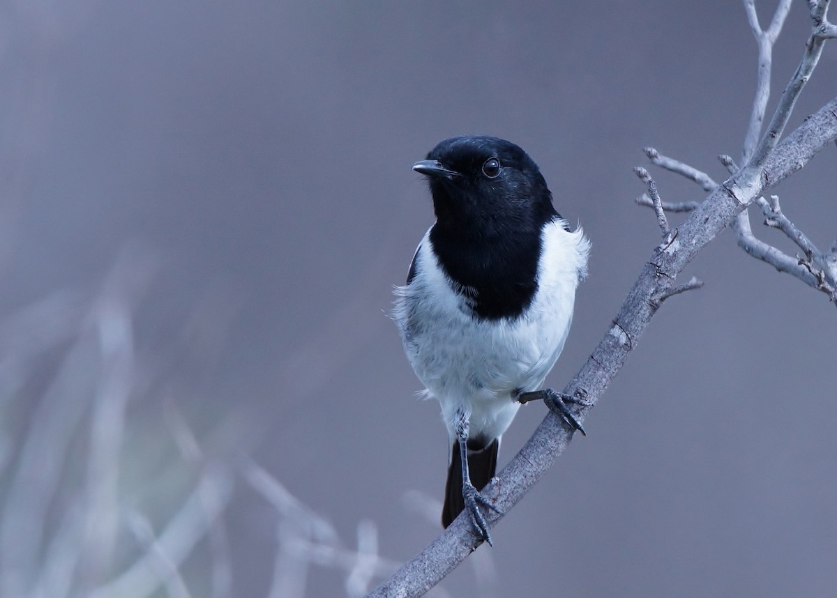 Hooded Robin - ML458898181