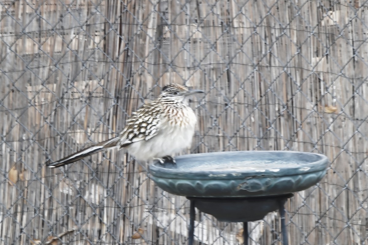 Greater Roadrunner - ML45889851