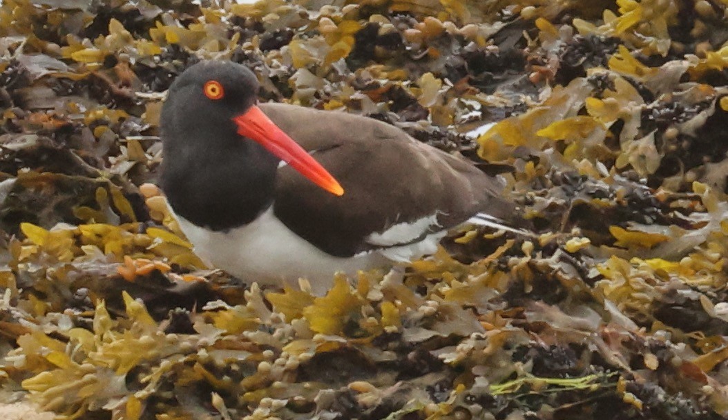 American Oystercatcher - ML458898541