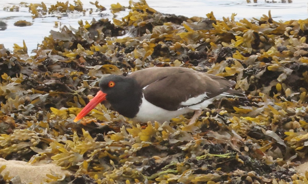 American Oystercatcher - ML458898551