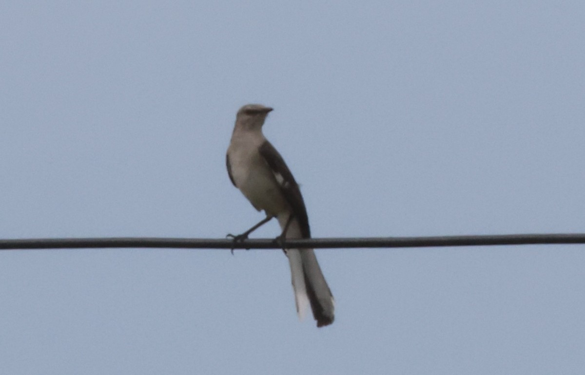 Northern Mockingbird - ML458898691