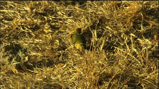 Cuban Grassquit - ML458901