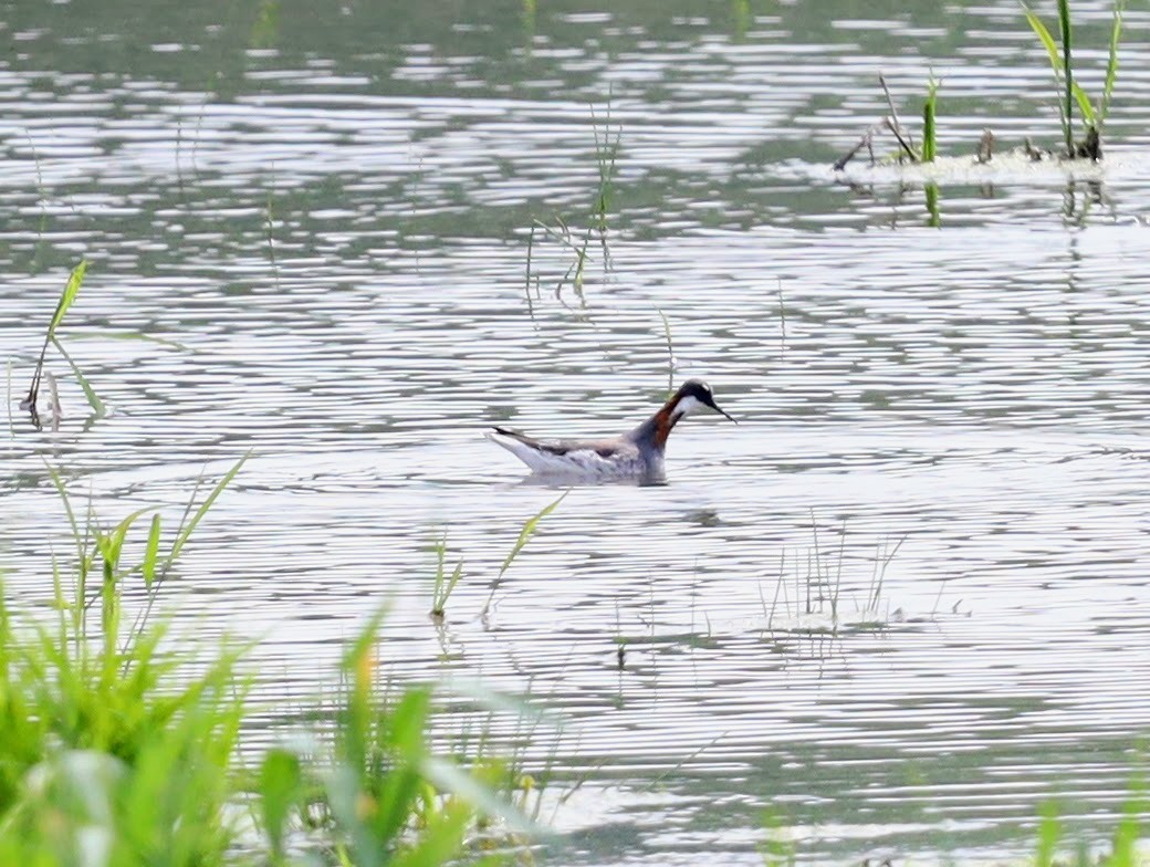 Phalarope à bec étroit - ML458902761