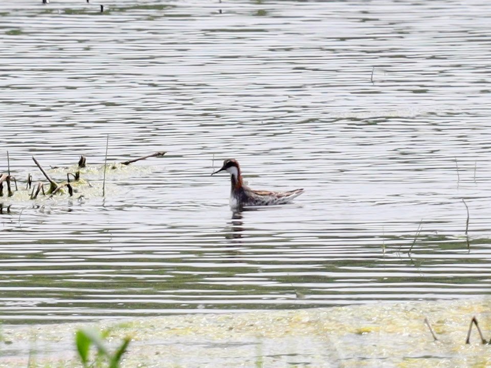 Phalarope à bec étroit - ML458902771