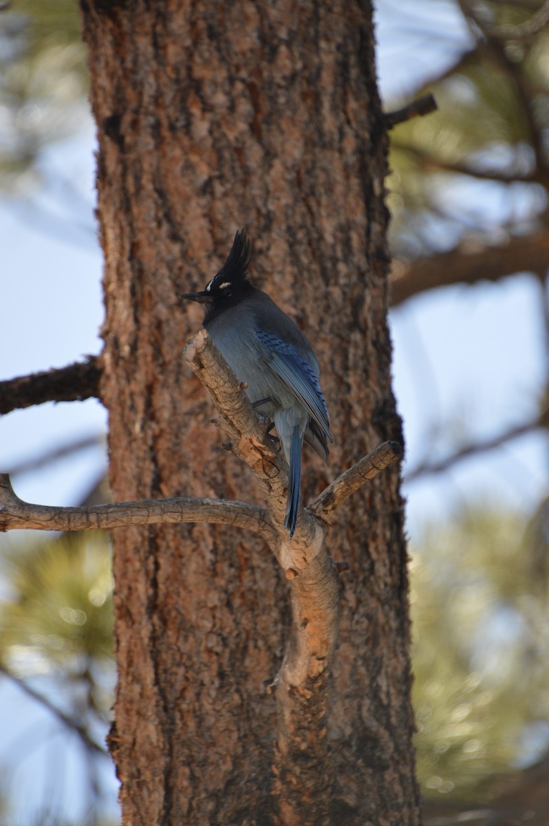 Steller's Jay - Andrew Moore