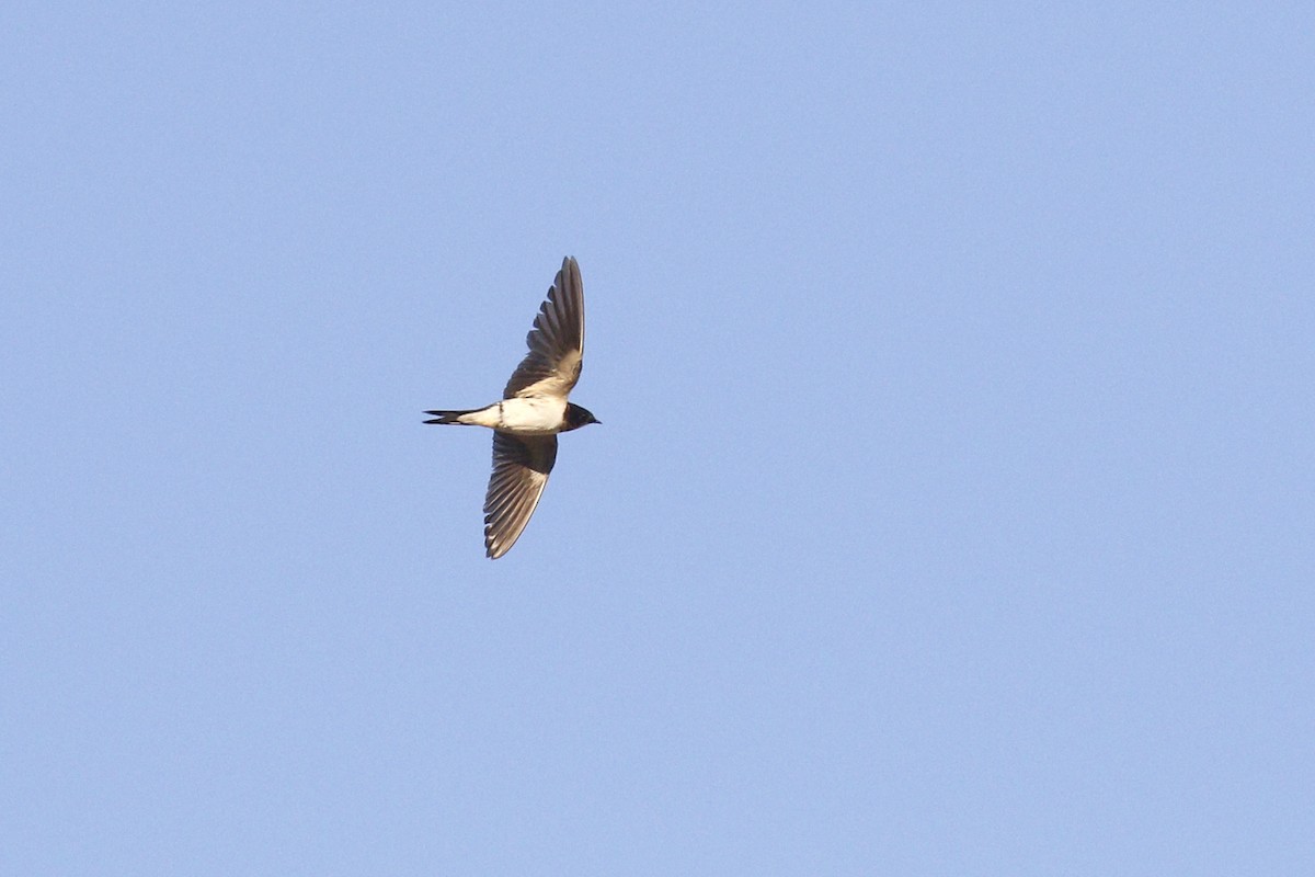 Barn Swallow - ML458903851