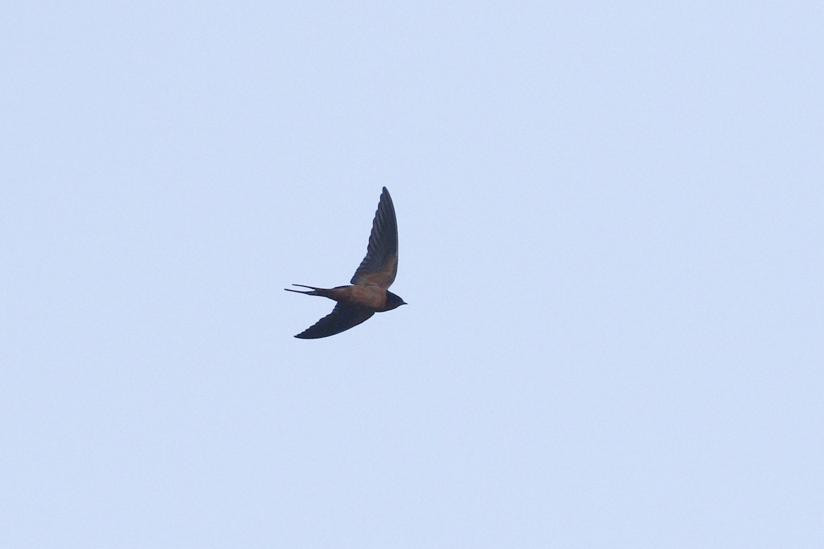 Barn Swallow - Ted Keyel