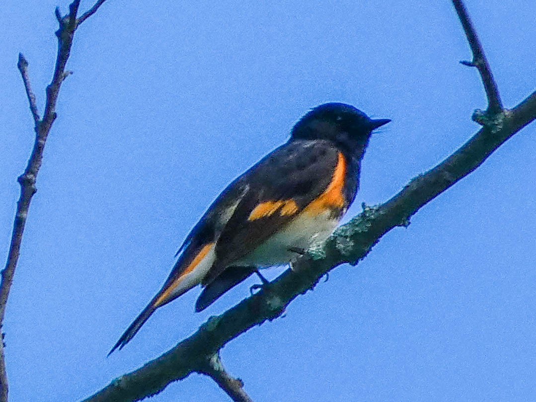 American Redstart - ML458904321