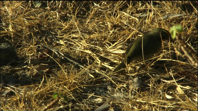 Cuban Grassquit - ML458905