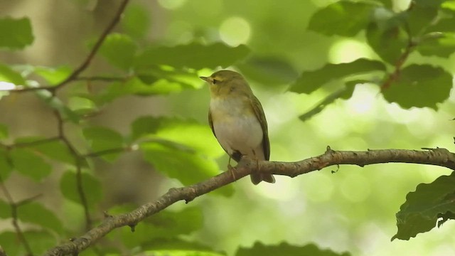 Wood Warbler - ML458905881