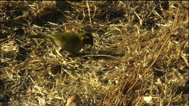 Cuban Grassquit - ML458907