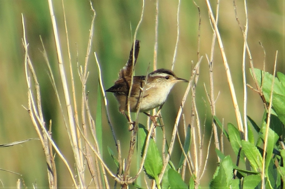 Marsh Wren - Vivek Govind Kumar