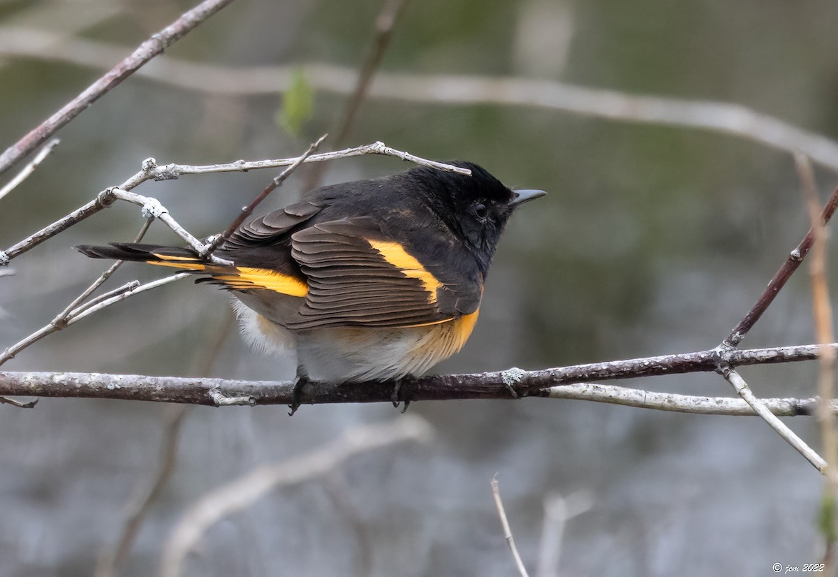 American Redstart - Carl & Judi Manning