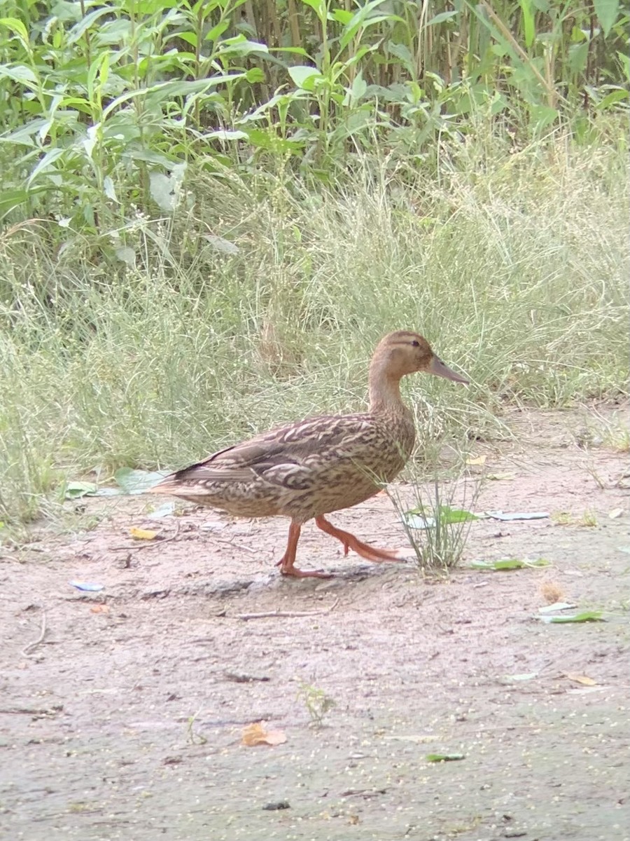 Зэрлэг нугас - ML458908071